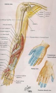 ภาพที่2 แสดงเส้นประสาท median  ที่มา: Netter’s Clinical Anatomy